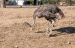 An ostrich with strong legs walks in an enclosure