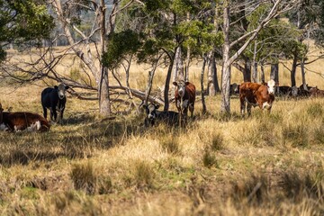 Wall Mural - beautiful cattle in Australia  eating grass, grazing on pasture. Herd of cows free range beef being regenerative raised on an agricultural farm.