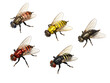 Collection set of tsetse fly isolated on transparent background, transparency image, removed background