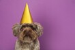 Cute Maltipoo dog wearing party hat on violet background, space for text. Lovely pet