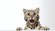 Surprised lynx kitten portrait on a white background. A wild cat peeks behind a white banner.