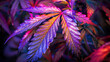 hemp weed with purple leaves with a yellow tint and neon glitter
