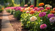 A Garden Path Lined With Colorful Zinnias