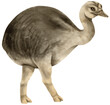 Baby Ostrich savanna animals watercolor illustration
