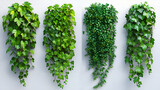 4 diffrent types of plants 