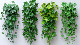 4 diffrent types of plants 