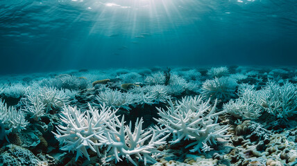 Wall Mural - coral reef in the red sea