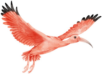 Wall Mural - Scarlet ibis Bird watercolor illustration