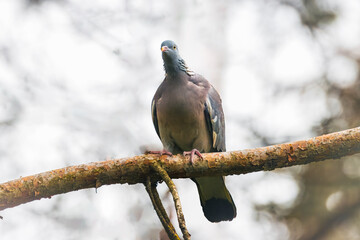 Canvas Print - Common wood pigeon sits on a branch and looks toward the camera lens. A Common Wood-pigeon close-up portrait with copyspace.  Bird with the white patches of the neck.