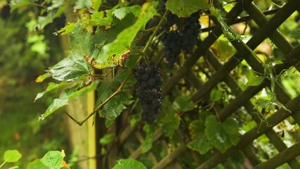 Wall Mural - Close-up of a branch of ripe pink grapes during harvest. Footage for wine advertising .Vineyard on a rainy day. Italy. Organic bio-food. Handmade wine. High quality FullHD footage