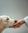 The dog put its head on the man's hand and looks at him with eyes full of trust; grey, beige background, free space for text