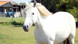 white horse in ranch