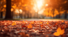 Beautiful Autumn Leaves In Orange Against A Blurry Park In Sunlight With Beautiful Bokeh. Natural Autumn Backgrounds