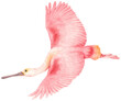 Watercolor roseate spoonbill bird illustration