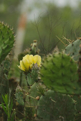 Wall Mural - Yellow flower bloom on green prickly pear cactus in Texas landscape during spring season in nature.