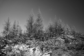 Wall Mural - snow-covered bushes and trees during winter in the forest