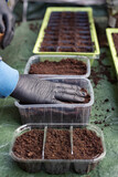 Fototapeta  - dłoń uklepująca ziemię podczas wysiewu ziół w ogrodzie