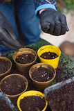 Fototapeta Dmuchawce - wsadzanie nasion do ziemi, wysiew ziół na rozsadę w ogrodzie