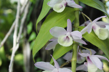 Wall Mural - exotic flowers, delicate light orchid flowers with green fresh leaves