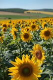 Fototapeta Natura - Field of Sunflowers Under a Blue Sky