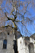 Ringgenberg Castle Church and Ruins Detail with Tree in Foreground, Portrait