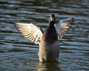 Wall Mural - mallard duck flapping its wings in a pond (prospect park lake in brooklyn) winter plumage on large waterfowl bird