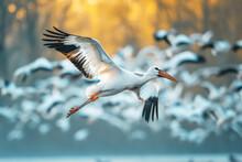 A White Stork Flies Over The Lake With Its Flock In The Background. Migratory Birds. Natural Background.
