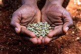 Fototapeta Sypialnia - Black hands holding green beans of coffee with red soil background