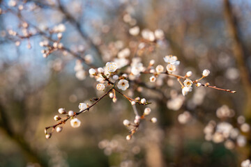 Wall Mural - Wild apple flowers. Wild apple tree in bloom.