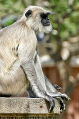 Wall Mural - Portrait of Gray Langur in Ahmedabad, India