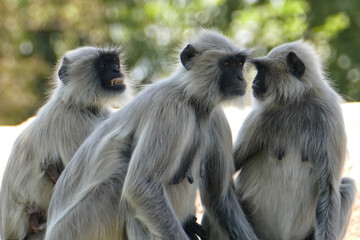 Wall Mural - Portrait of Gray Langurs in Ahmedabad, India