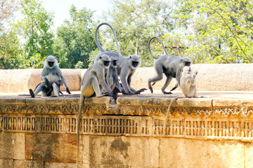 Wall Mural - Portrait of Gray Langurs in Ahmedabad, India