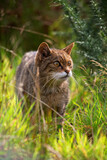 Fototapeta  - Scottish wild cat in the undergrowth grass
