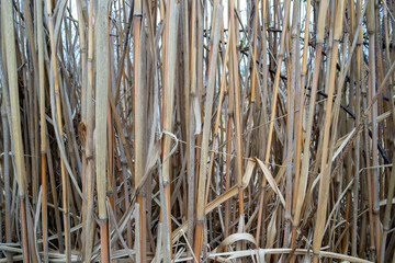 Wall Mural - Reed texture in the garden