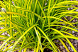 Złota turzyca Bowlesa - Carex elata 'Aurea'