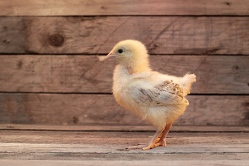 Canvas Print - baby chicken