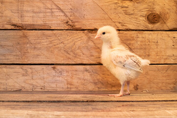 Wall Mural - yellow chick 