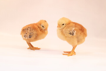 Canvas Print - baby chickens 