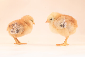 Wall Mural - easter chicks 