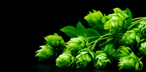 Fresh green hops on black background with copy space