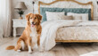 Happy ginger mixed breed dog in luxurious bright colors classic style bedroom with king-size bed. Pets friendly hotel or home room.