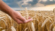 harvest concept close up of male hand in the wheat field with copy space