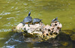 A painted little sun attachment turtle on a rock in the sun. A family of turtles. Little turtles. Turtles enjoying the sun in spring. Shellfish turtles. Red-eared slider turtles (Trachemys a elegans)