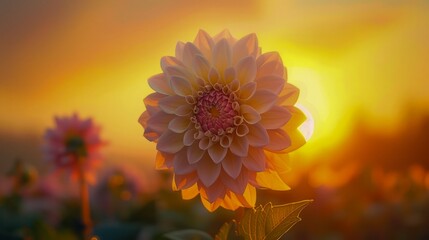 Canvas Print - Stunning Close-up of Dahlia Flower Against Vibrant Sunset Sky, Nature Background with Vivid Colors and Floral Detail