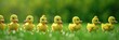 Line of ducklings marching through green grass, epitomizing unity and the start of a journey in nature
