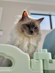 A ragdoll looking into a playpen