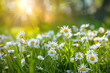 a sun-kissed meadow filled with blooming daisies, their cheerful white petals contrasting against the lush green grass