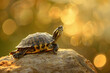 a gentle turtle basking on a sun-warmed rock, stretching out its legs and soaking up the rays with a peaceful expression