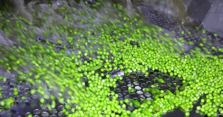 Wall Mural - Transport pea grain on a conveyor for processing in food factory, slow motion. Industrial production of green pea in food processing plant, washing and sorting. Close up, indoors footage