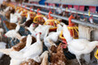 Group of brown and white chickens walking and eating in henhouse on farm. Poultry breeding concept..